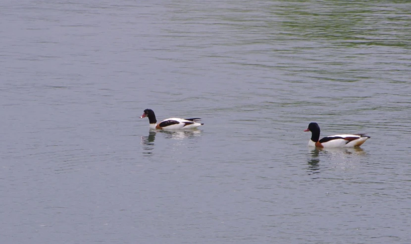 a couple of geese floating on top of a river