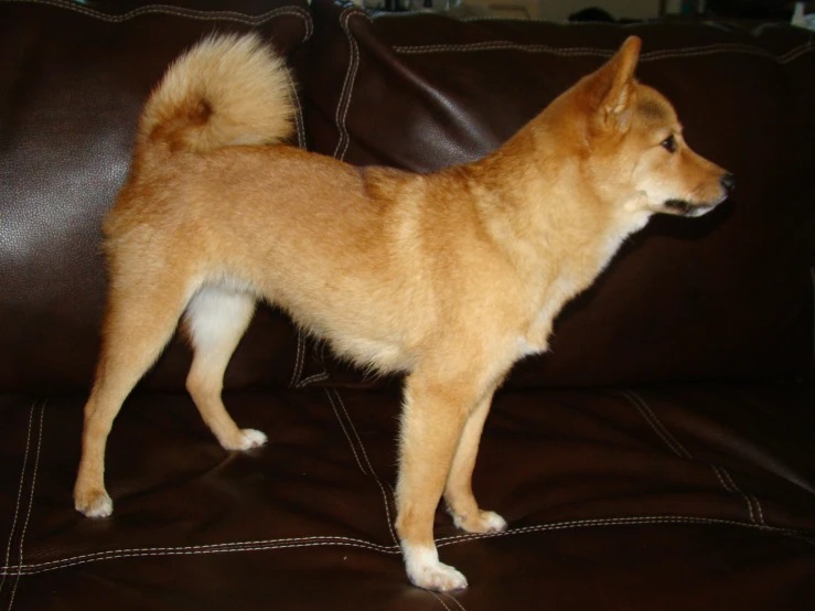 a dog stands on a brown leather couch