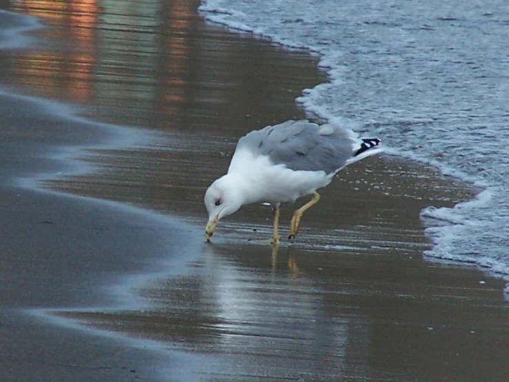 a seagull is on the beach looking for food