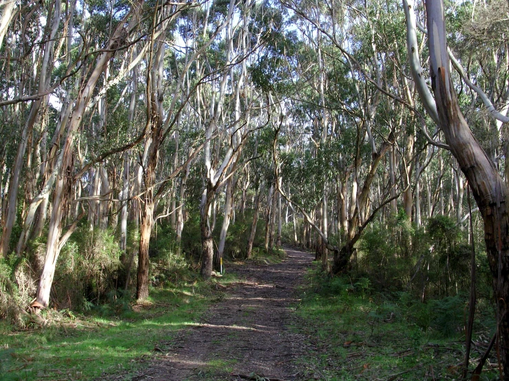 a road lined with trees on both sides of it