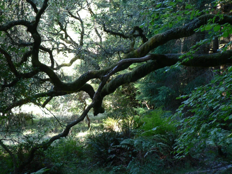 an old, mossy tree sits in the middle of the forest