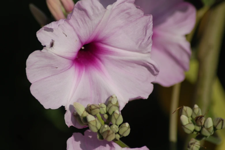 a pink flower is blooming in the sun