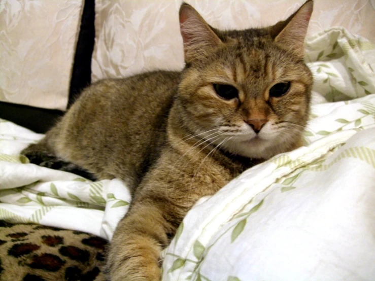 a cat laying under a blanket on top of a bed