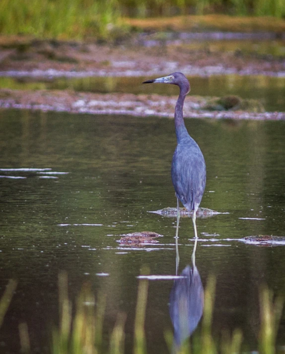 a bird is wading in shallow water on the marsh