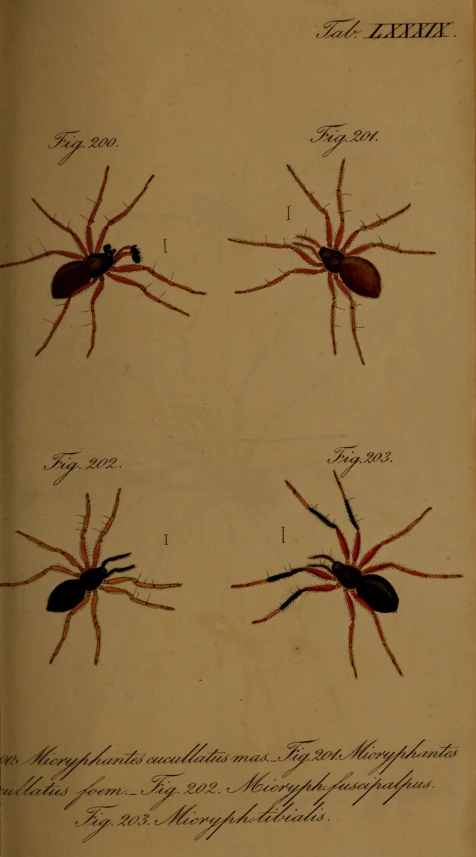 four types of spider spider on top of an old book