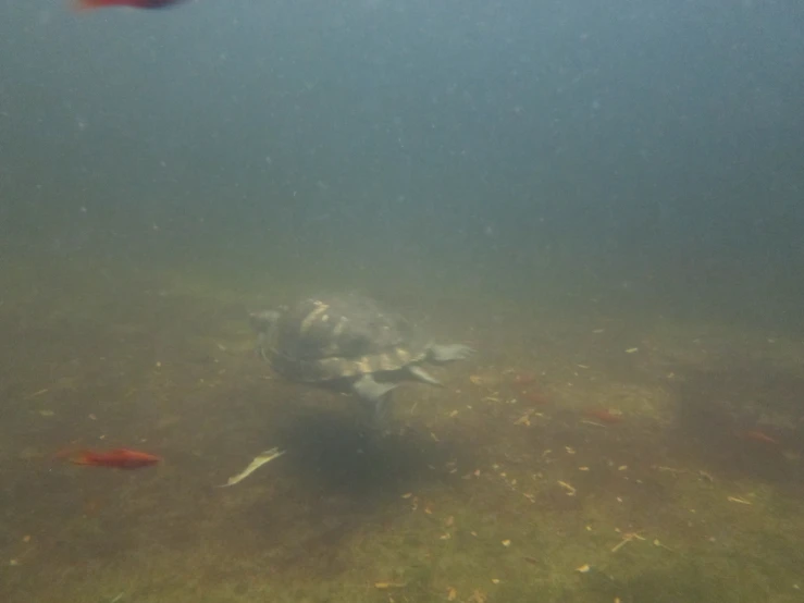 several fish swim in the water near one another