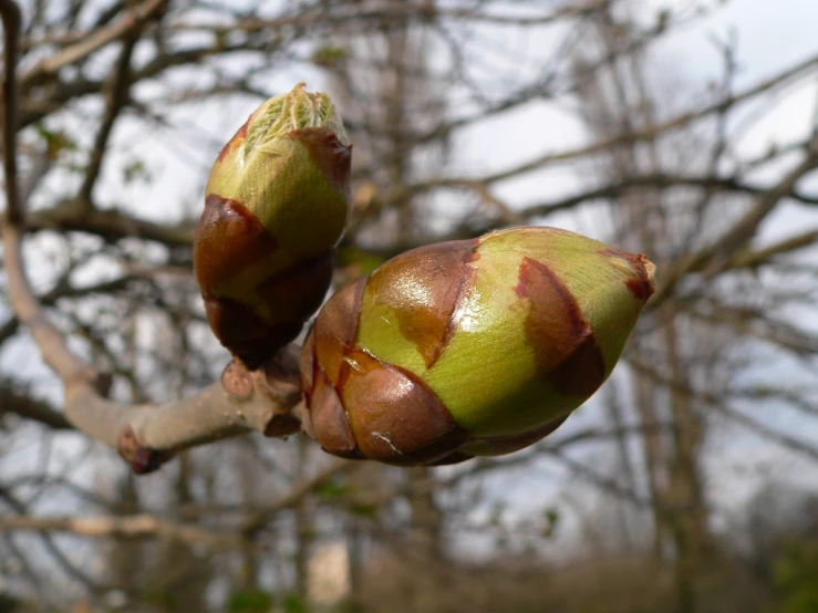 a leafless tree is pictured with its buds in the foreground