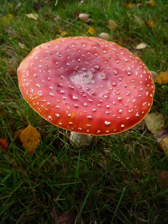 a large pink and white mushroom sitting in the grass