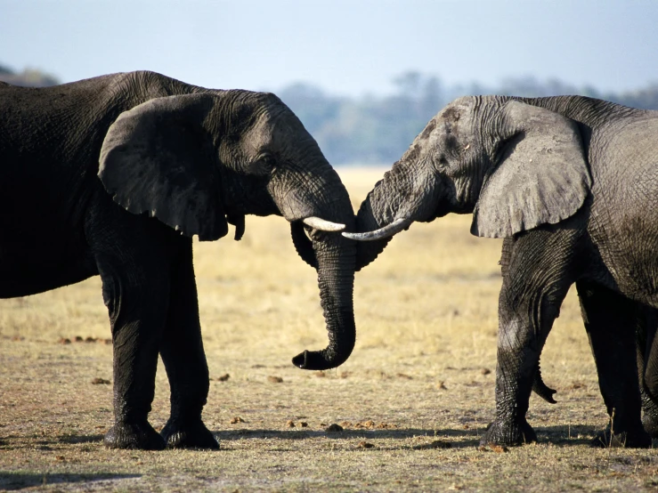 two large elephants touching each other in the field