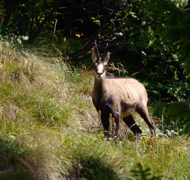 a brown goat standing on top of grass covered hillside