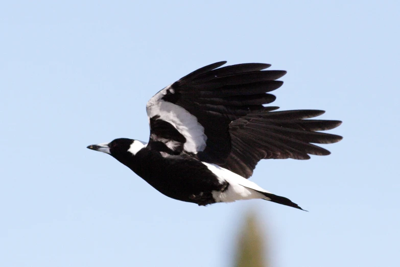 a bird is flying in the air with its wings extended