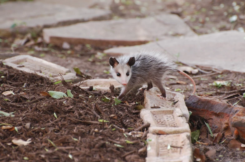 an animal is walking on bricks in a dirt area