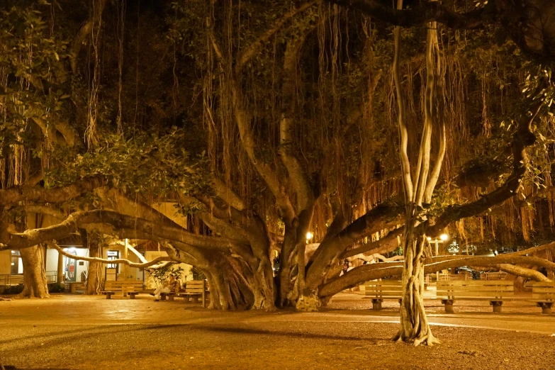 a large, old tree is illuminated with lights in the city square