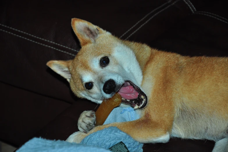 a little dog is chewing on a toy