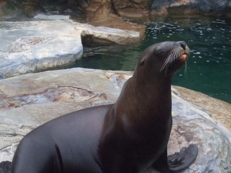 a sea lion sitting on rocks in an enclosure