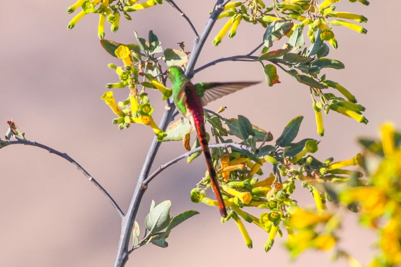 a hummingbird perched on a nch surrounded by leaves