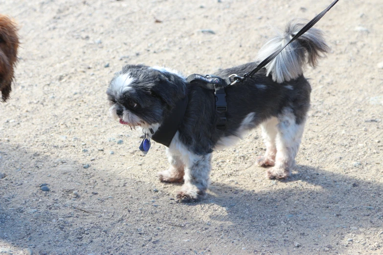 a dog wearing a harness stands next to a smaller one