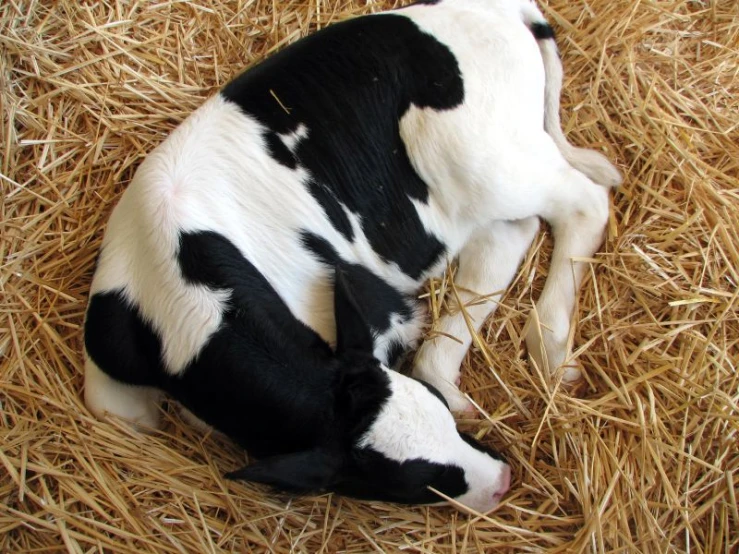 a baby cow laying on top of hay