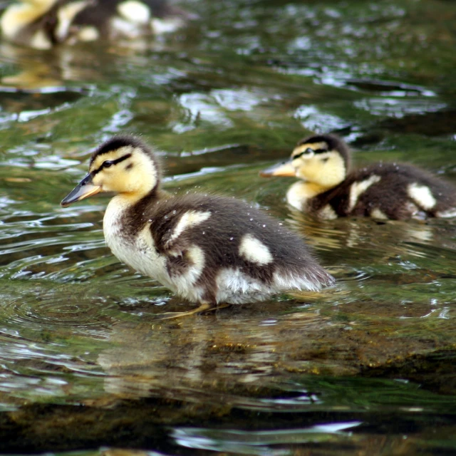 two ducklings swim in water together