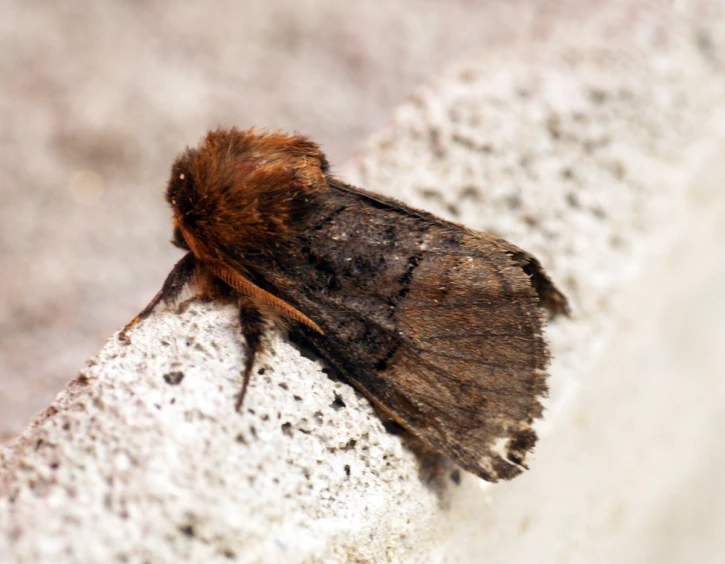 a brown moth on a white ledge outside