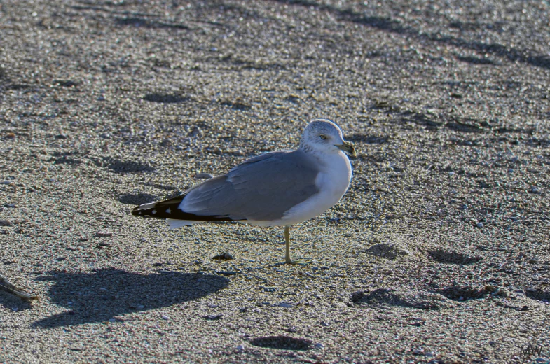 a small bird standing in the sand at the beach