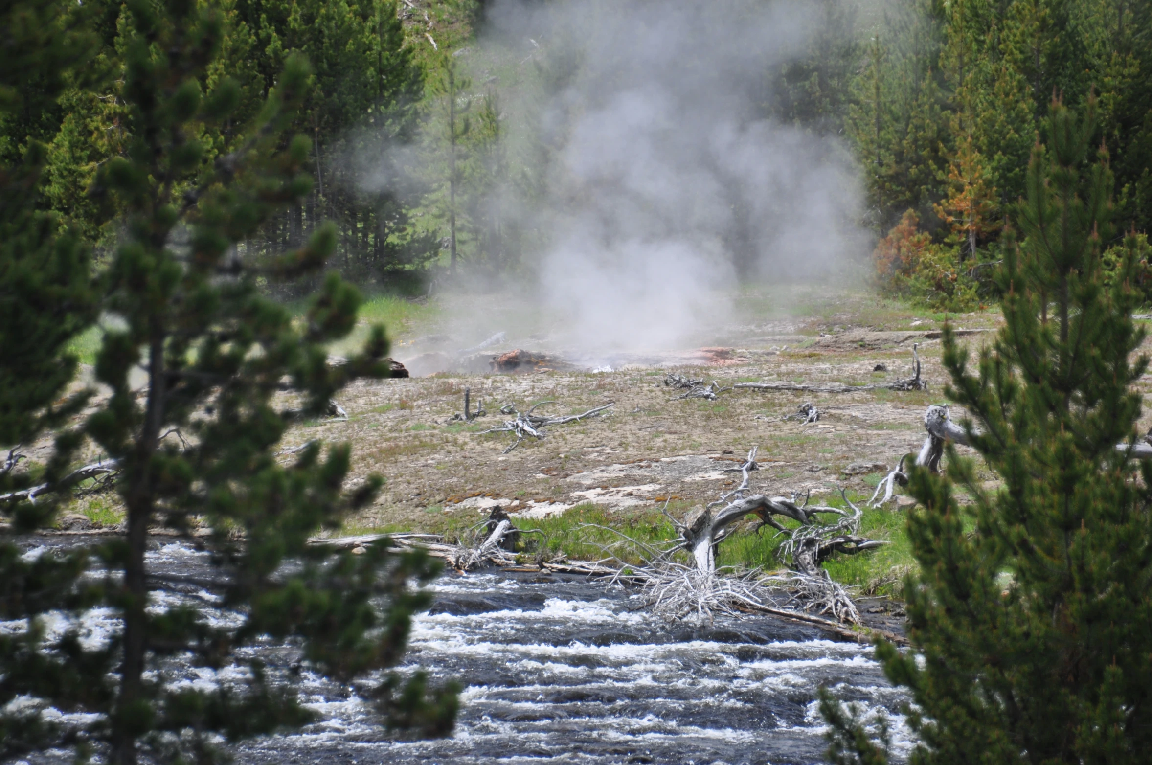 a steamy stream in the wilderness with pine trees in the foreground