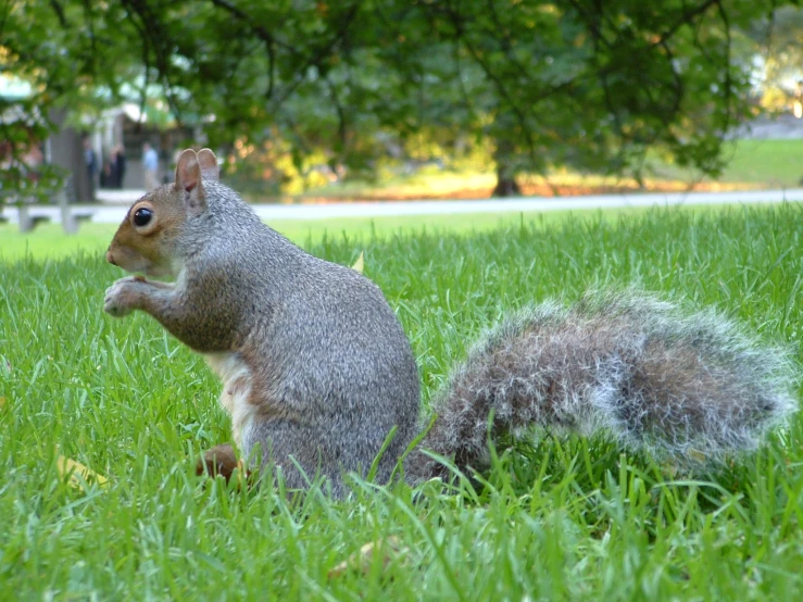 the squirrel is sitting in the tall grass by itself