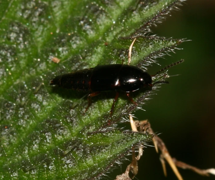 black bug on a green plant surface