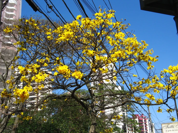 a yellow tree with yellow flowers on the nches