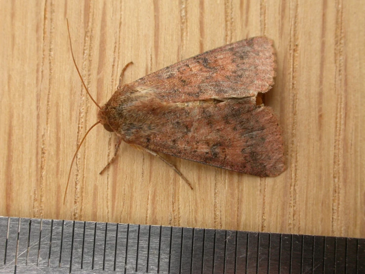 the moth sits on the wooden surface