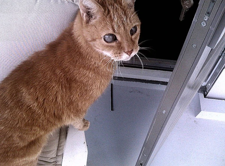 a close up of a cat looking outside