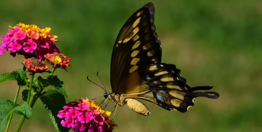 a yellow and black erfly on flowers on green