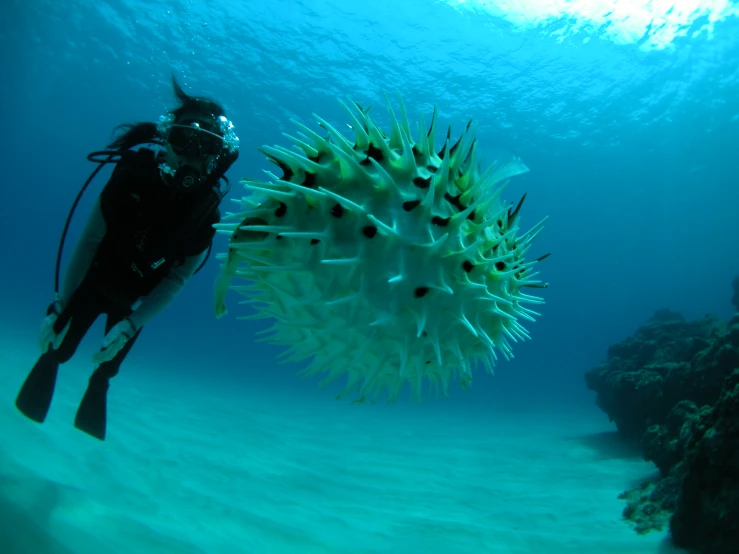 a blow fish swimming next to a man scubaing