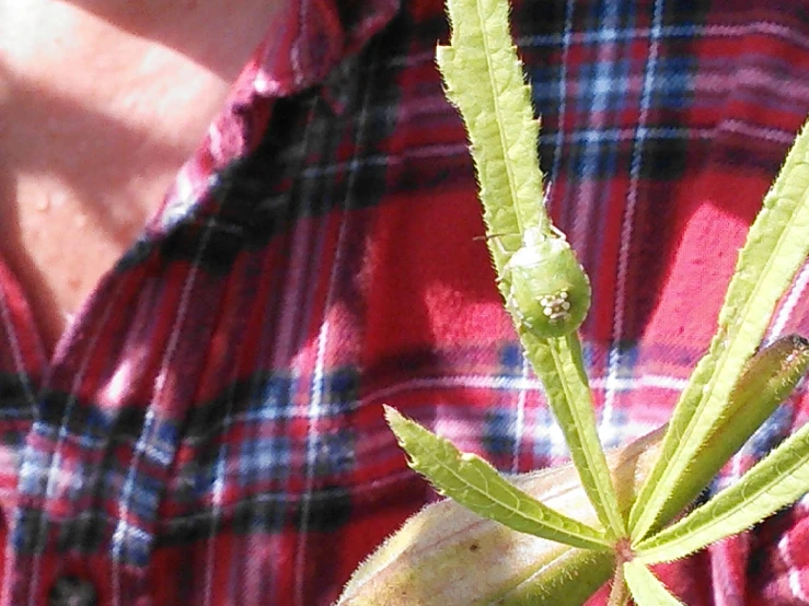a plant in the foreground is a close up of a red plaid shirt