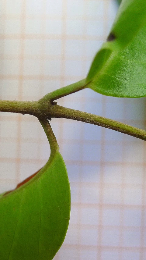 a green leaf with thin spiky stems