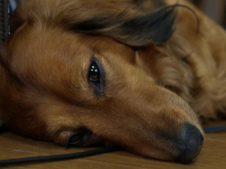 an image of a dog laying down on the floor