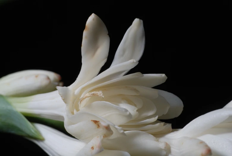 close up of a white flower in the dark