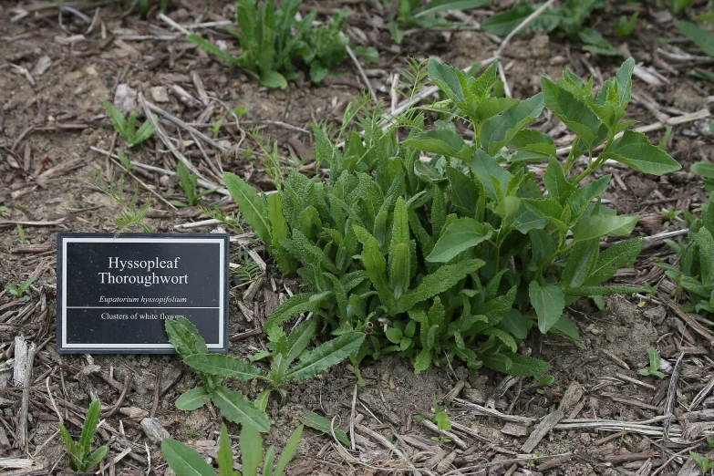 plants with a plaque that says the word horchman tunnel, and it is in the grass