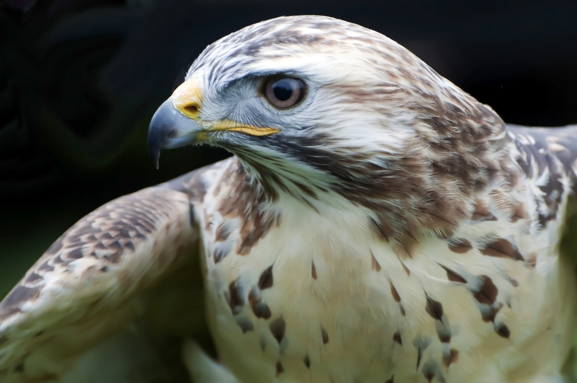 a close up of a bird of prey on display