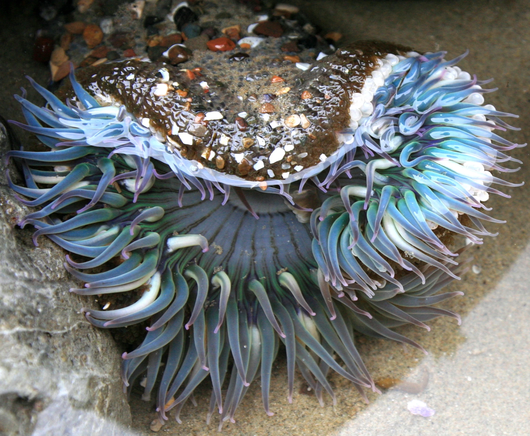 a purple and white sea urchin lying on the beach