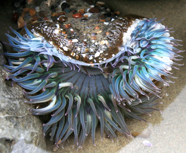 a purple and white sea urchin lying on the beach