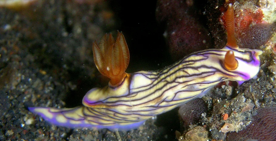 an ocean animal with stripes in its tentacles