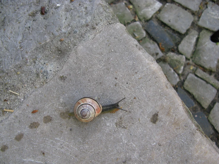 a snail is sitting on top of a stone path