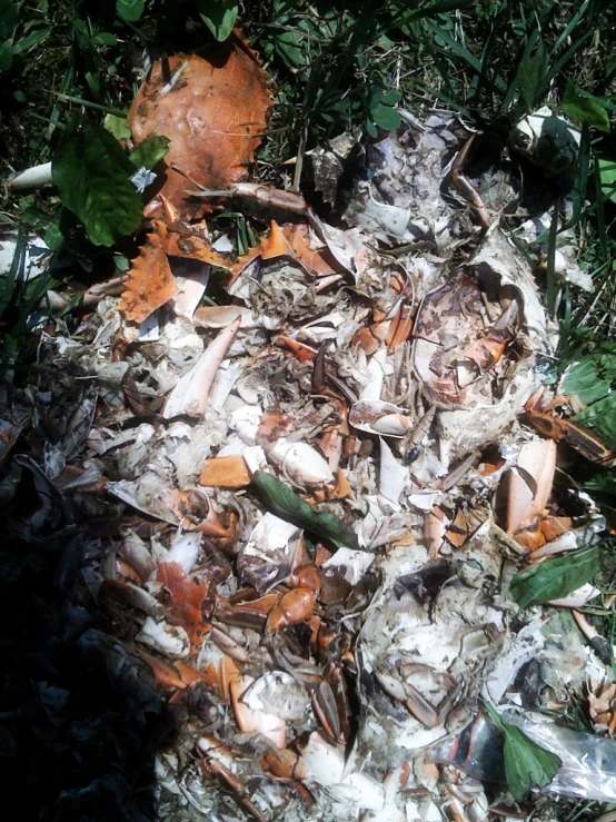 a pile of dead birds are all over the ground