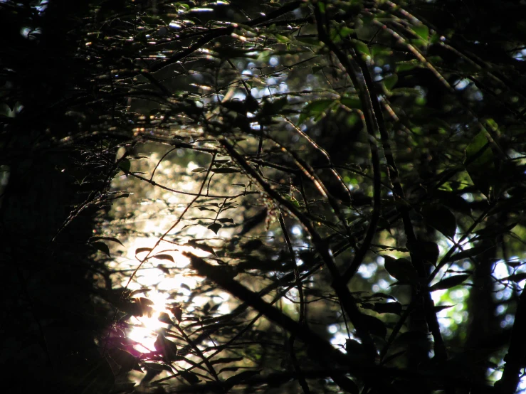 the sun shining through the leaves of a tree