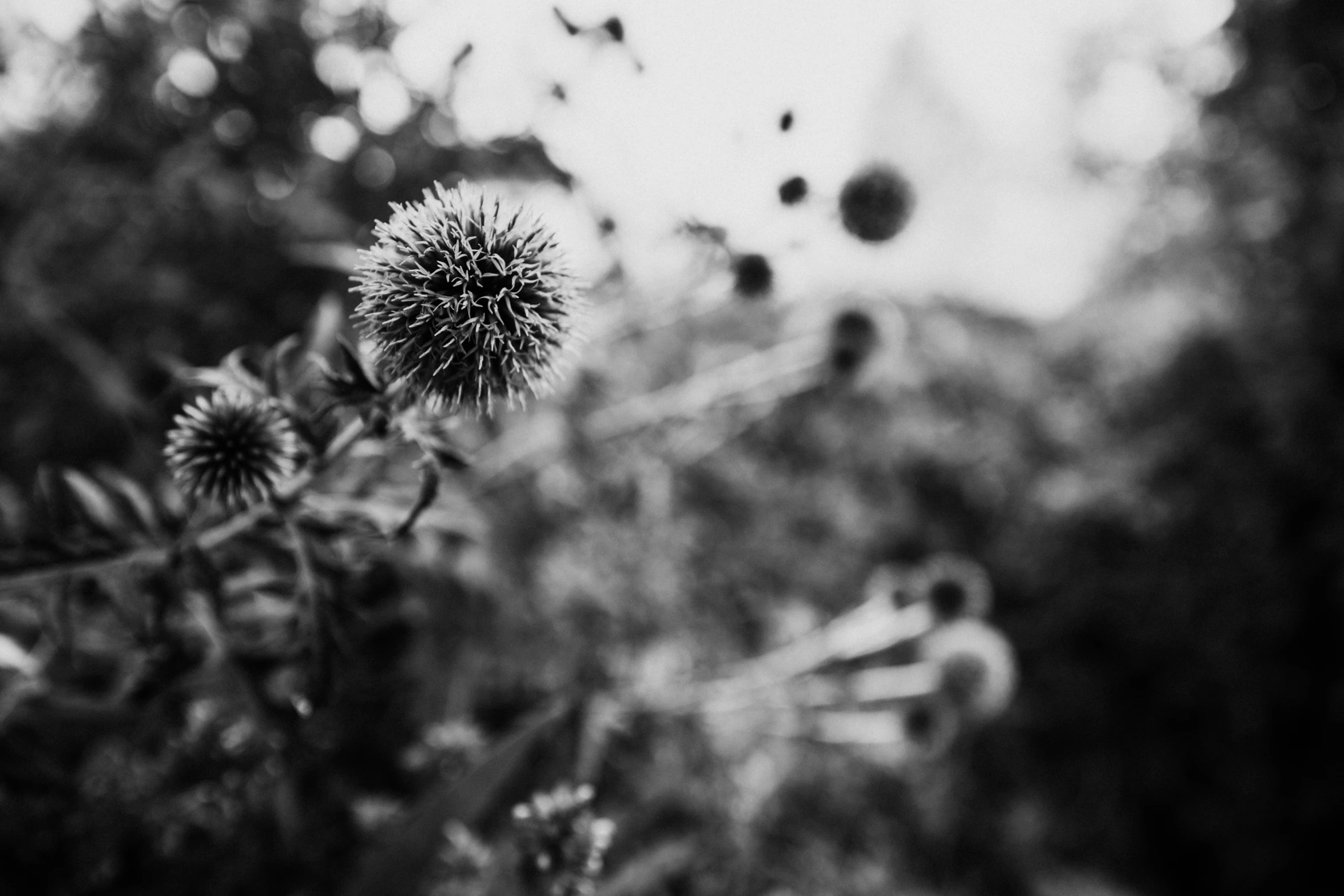 a flower on a stem and some water droplets