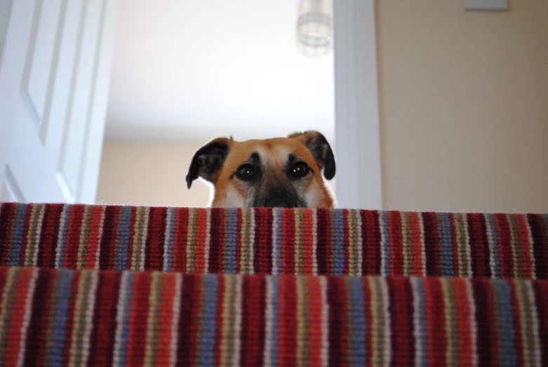 the dog is standing on the bed looking in to the camera