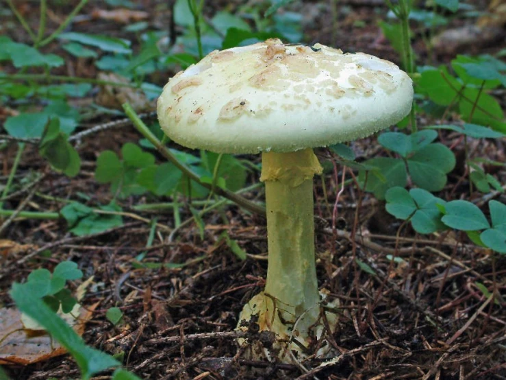 a mushroom on the ground near some bushes