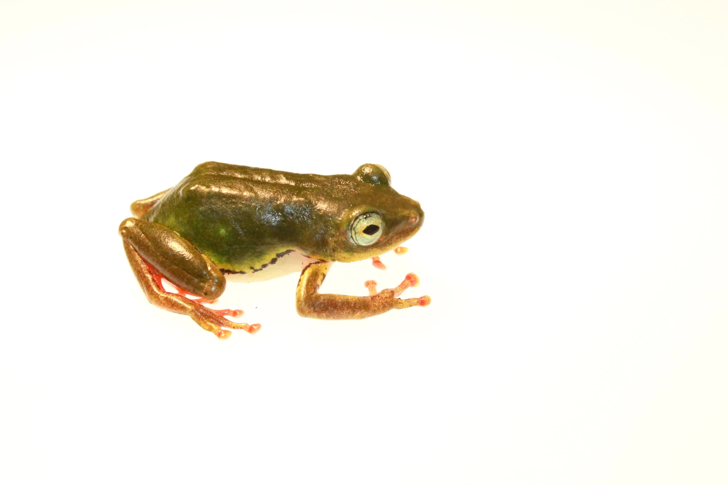 a frog with green eyes sitting down with it's tongue out