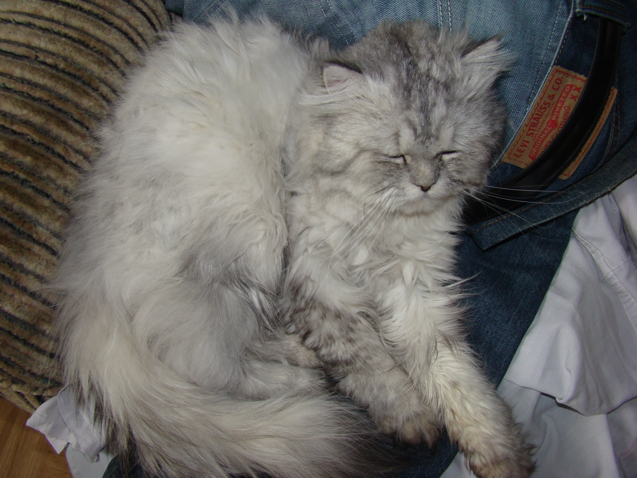 there is a fluffy cat that is sitting on top of someone's jeans